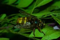 Milesia crabroniformis