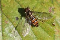 Episyrphus balteatus