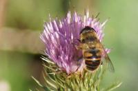Eristalis tenax