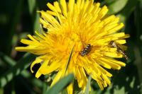 Stomorhina lunata