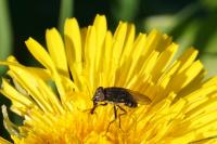 Stomorhina lunata