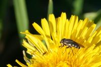 Stomorhina lunata