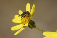Stomorhina lunata