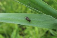 Ceroxys hortulana