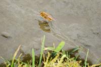 Scathophaga stercoraria