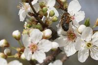 Eristalis tenax