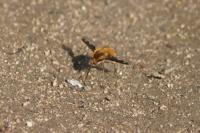 Bombylius major