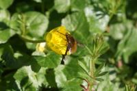 Bombylius major