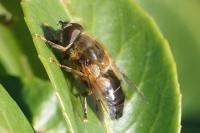 Eristalis pertinax