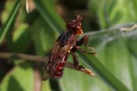Myopa tessellatipennis