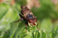Myopa tessellatipennis