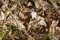 Bombylius major
