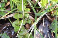 Scathophaga stercoraria