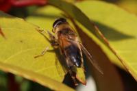 Eristalis pertinax