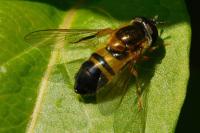 Epistrophe eligans