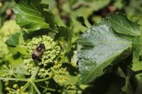 Eristalis pertinax