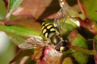 Eupeodes corollae