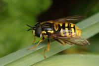 Chrysotoxum cautum