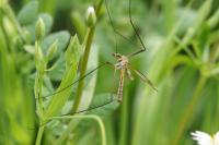 Tipula vernalis