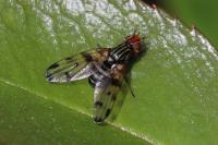 Otites ruficeps