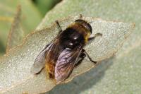 Merodon equestris