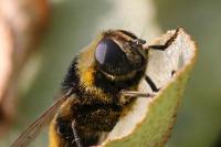 Merodon equestris