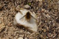 Bombylius