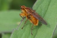 Scathophaga stercoraria