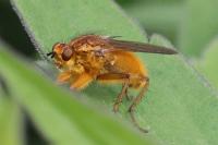 Scathophaga stercoraria