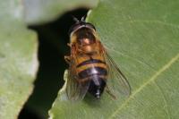 Epistrophe eligans