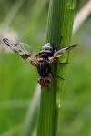 Otites porcus