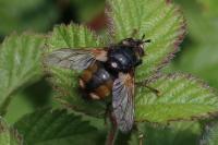 Tachina fera/magnicornis
