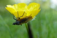 Empis tessellata