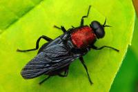 Clitellaria ephippium