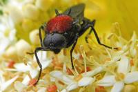 Clitellaria ephippium