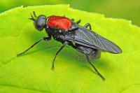 Clitellaria ephippium