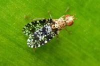 Trypetoptera punctulata