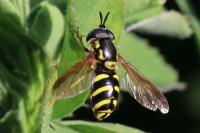 Chrysotoxum intermedium