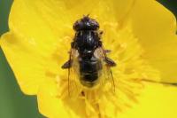 Eristalinus