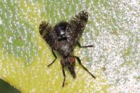 Platystoma seminationis
