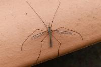 Tipula oleracea