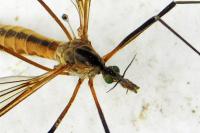Tipula vernalis