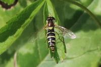 Sphaerophoria