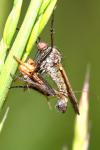 Empis tessellata