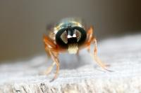 Sargus bipunctatus