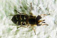Scaeva pyrastri