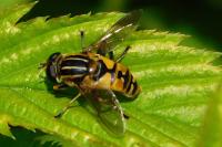 Helophilus pendulus