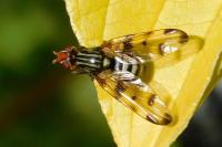 Otites porcus