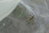 Tipula vernalis