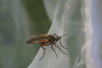 Empis tessellata